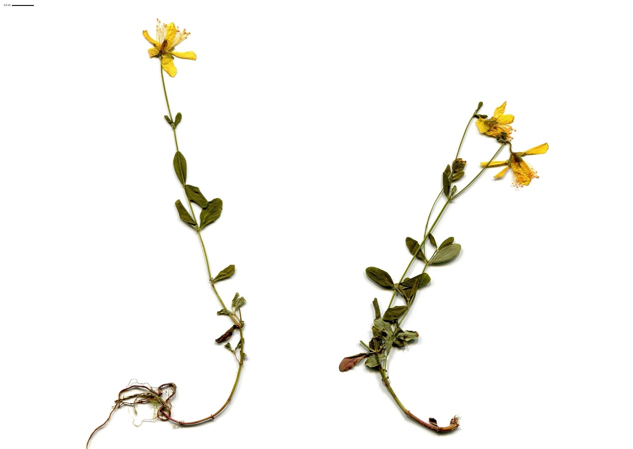 Plantes