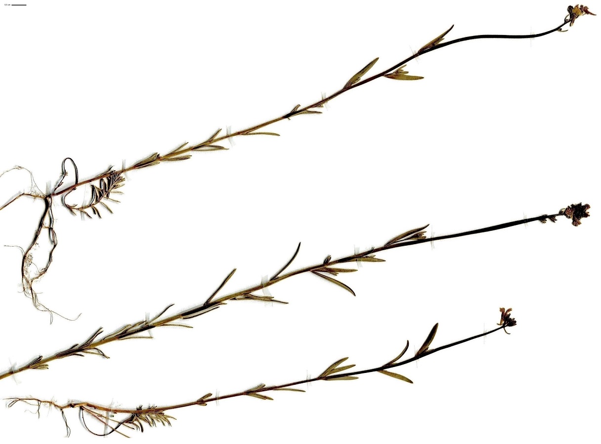 Plantes