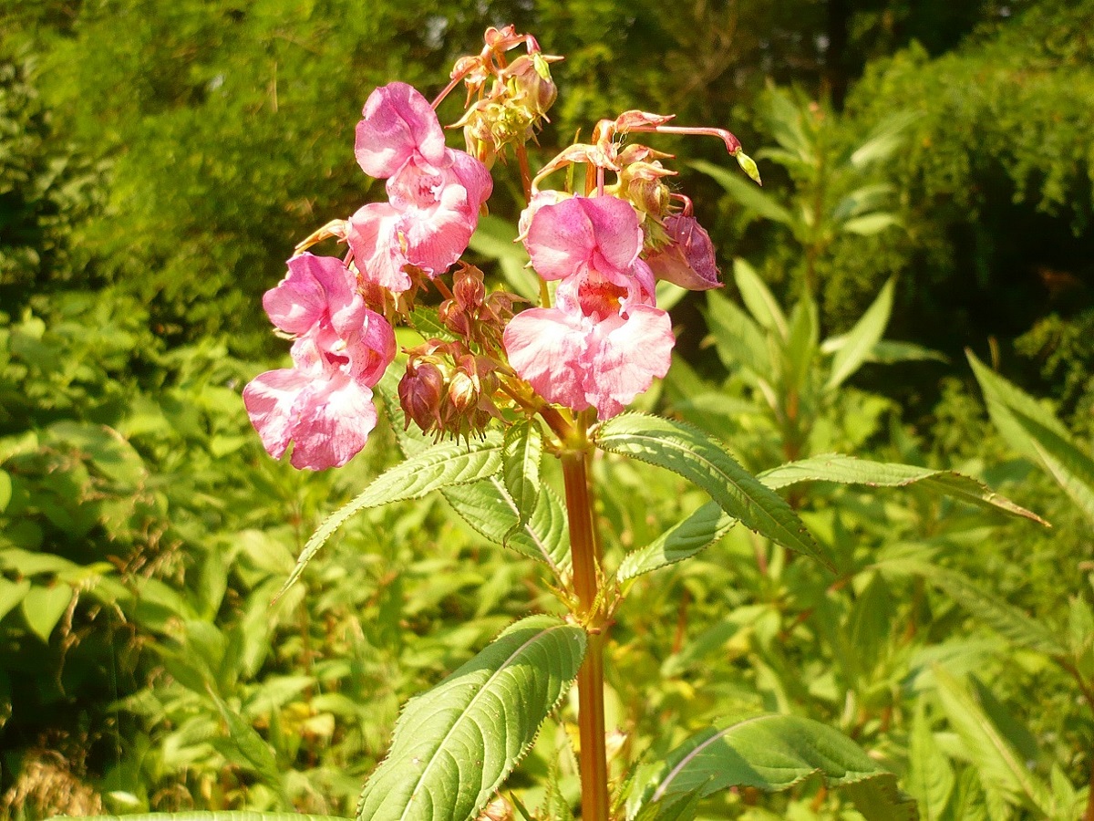 Plantes