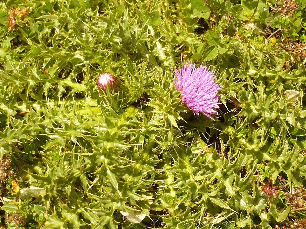 Plantes