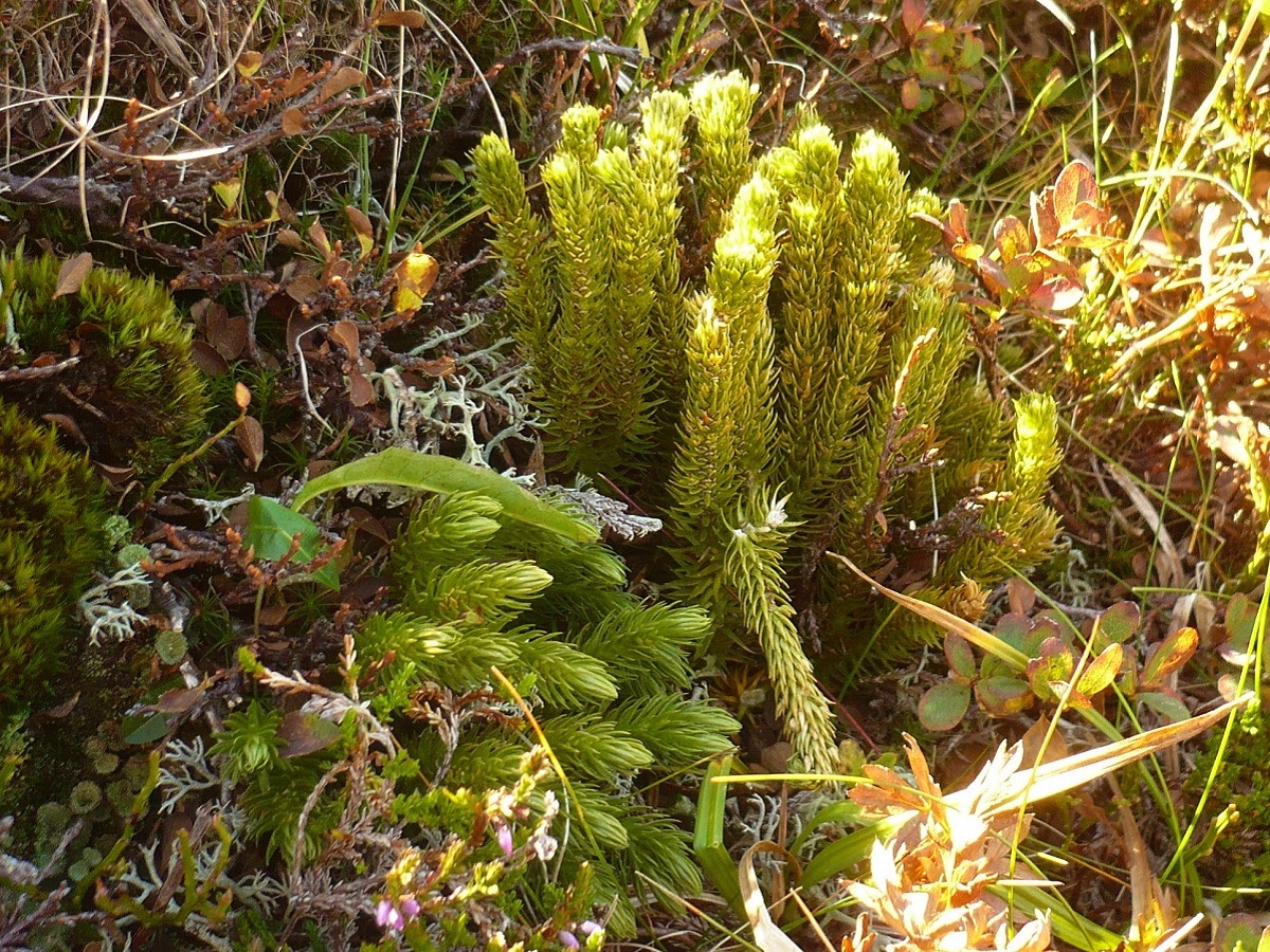 Plantes
