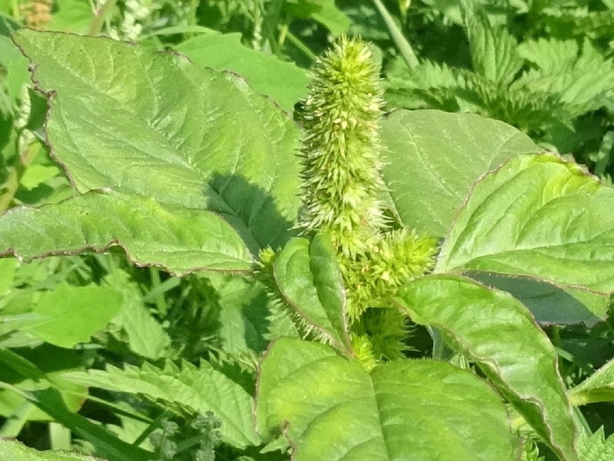 Plantes