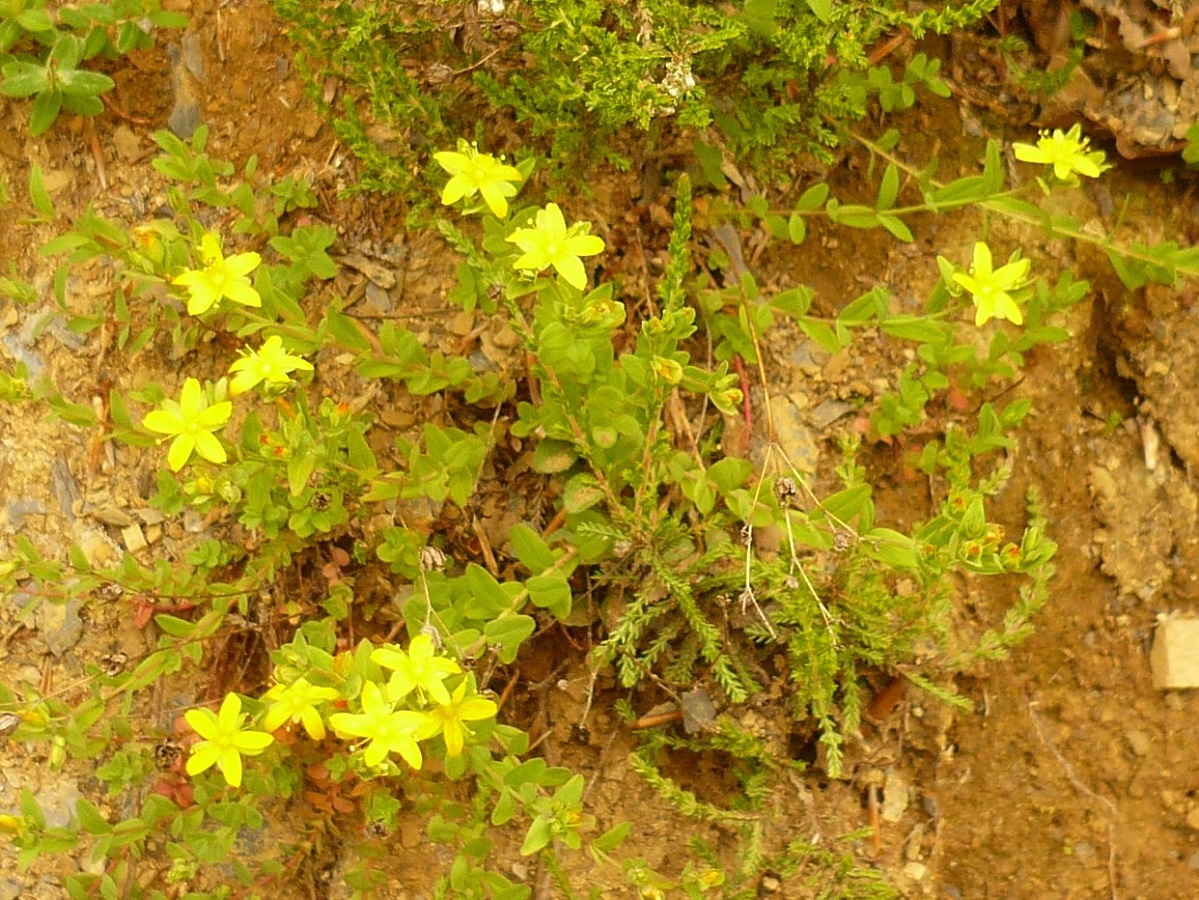 Plantes