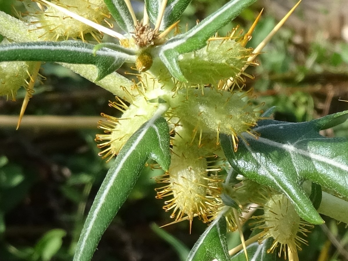 Plantes