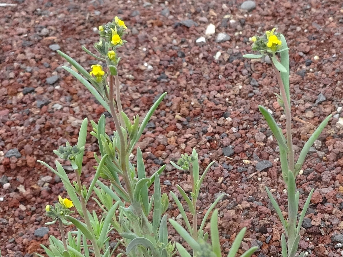 Plantes
