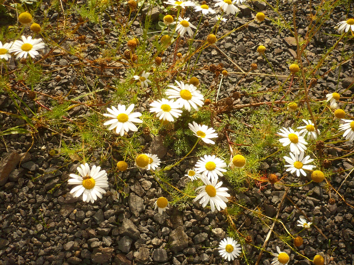 Plantes
