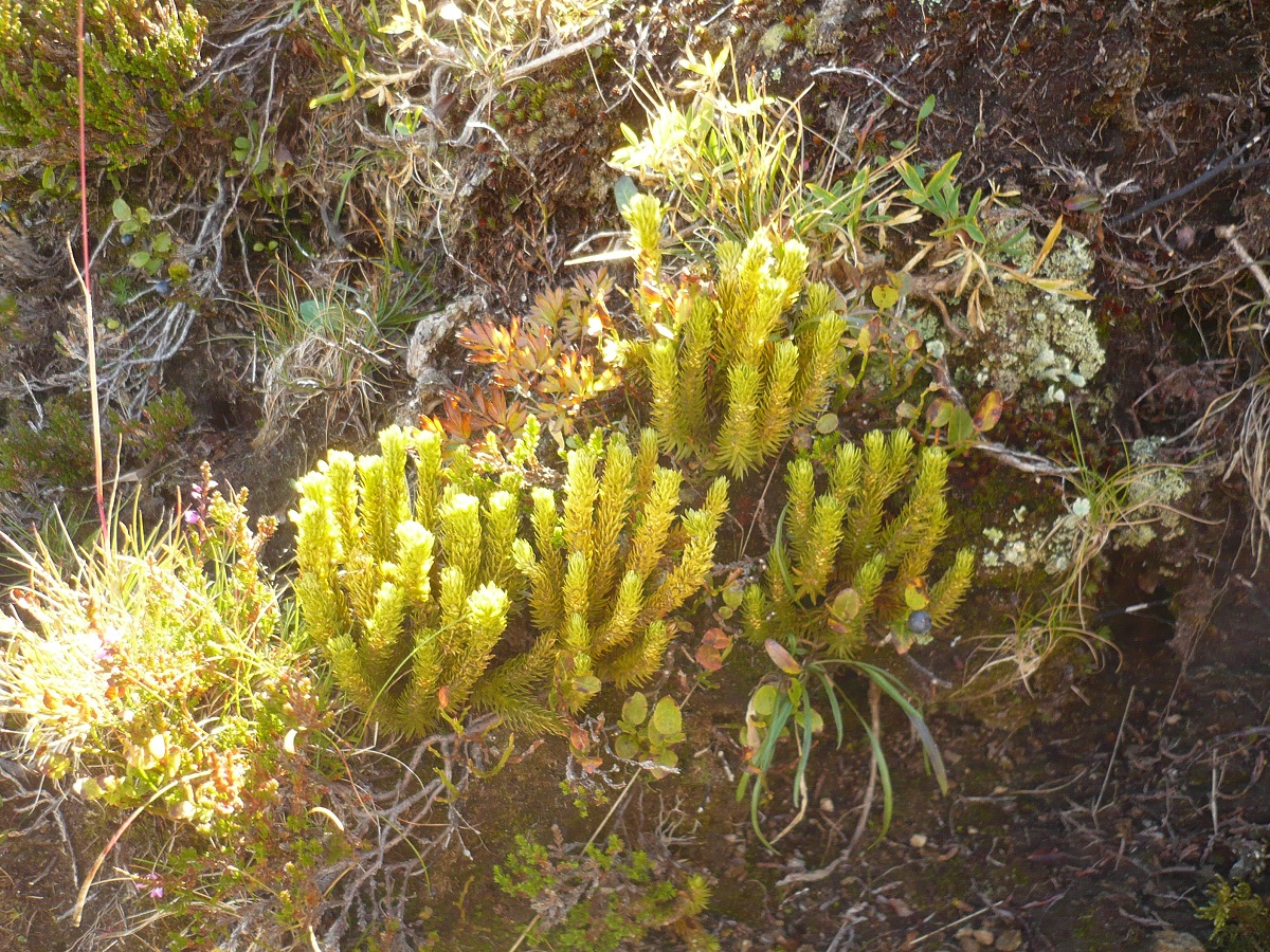 Plantes