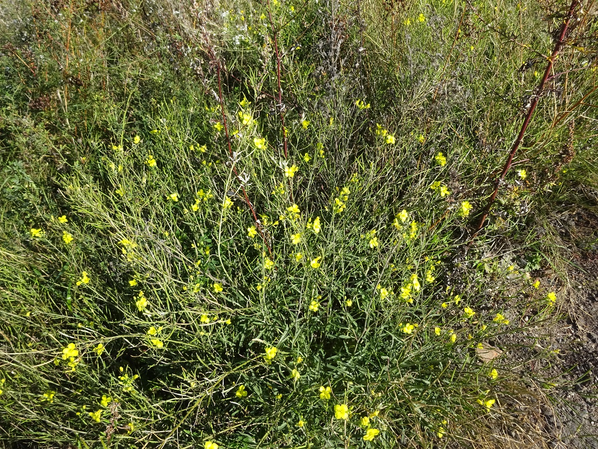 Plantes