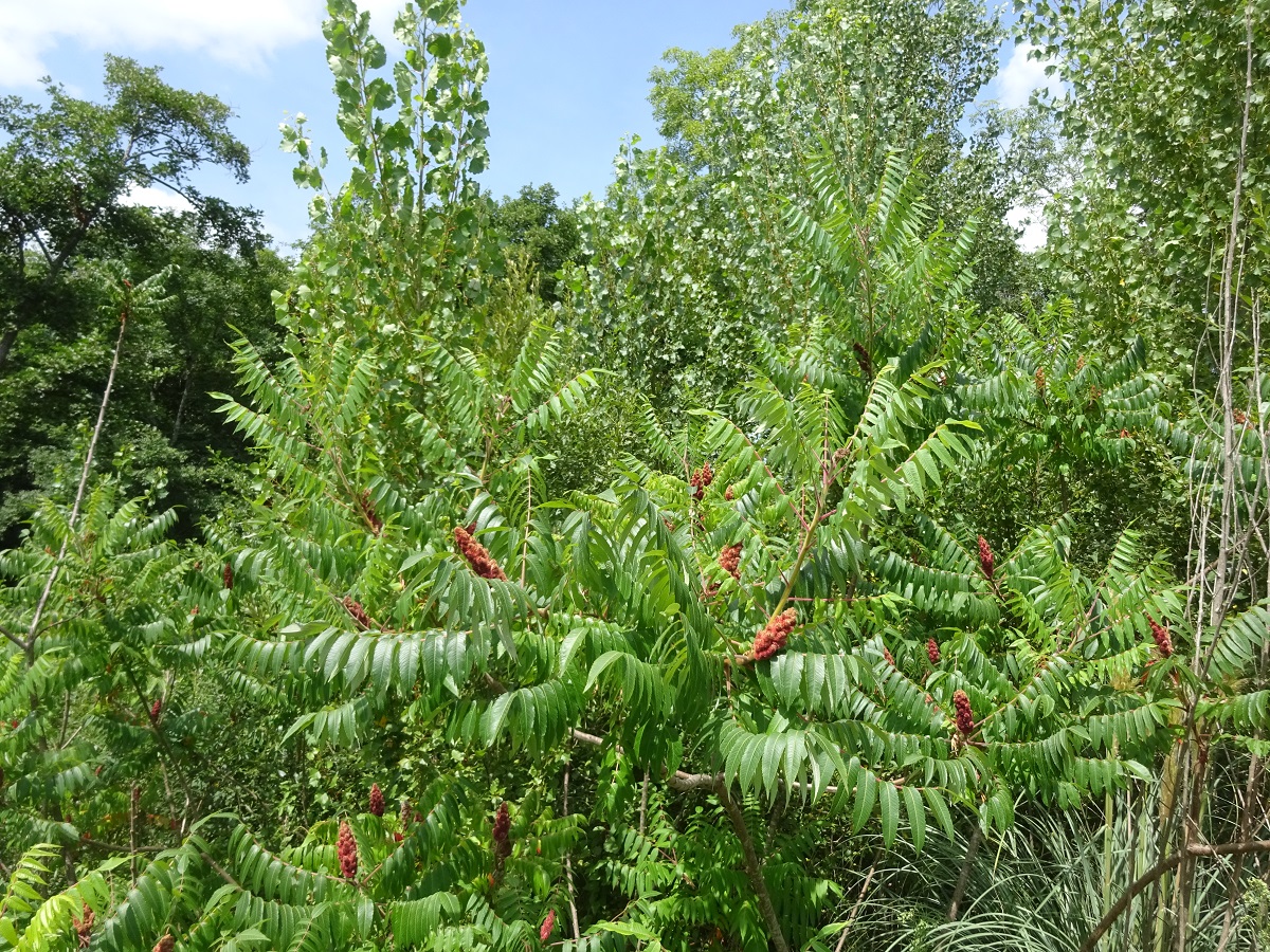 Plantes