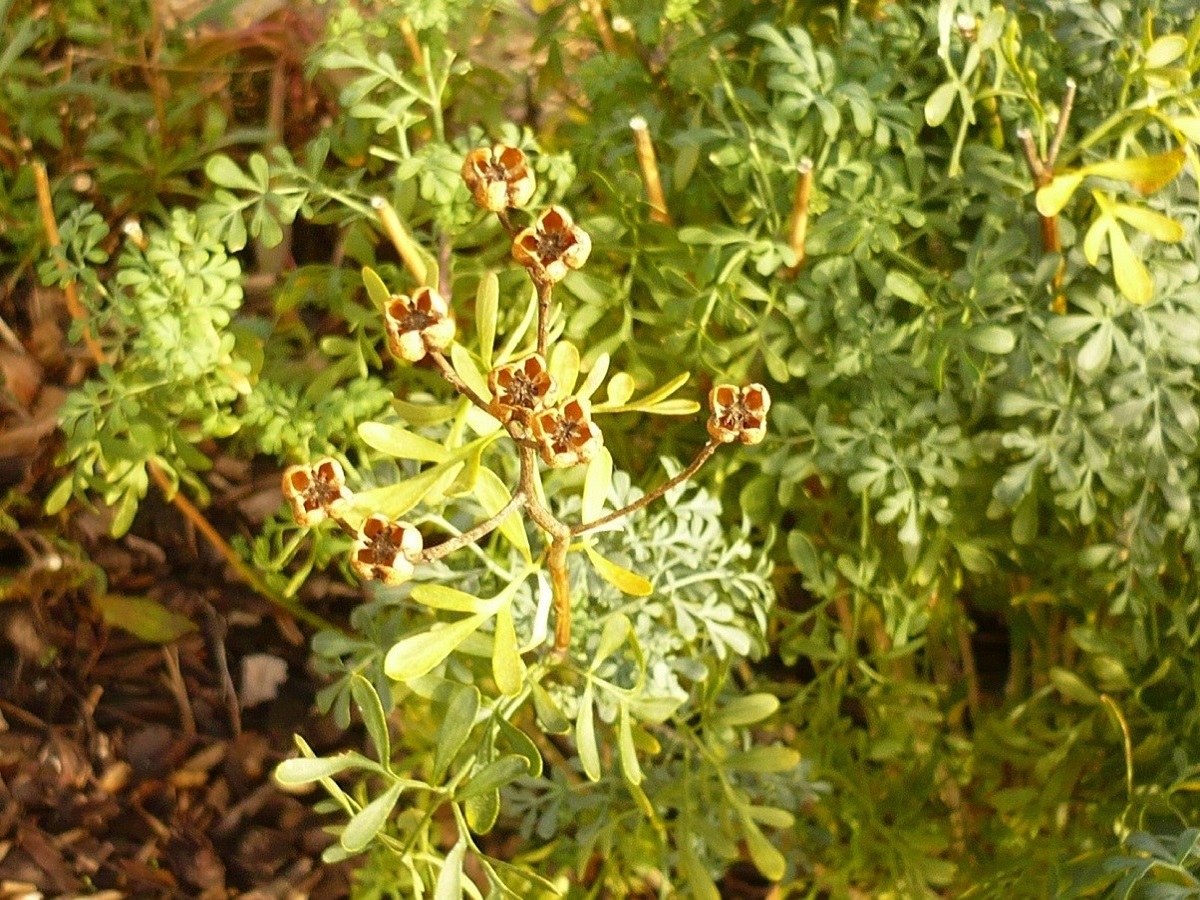 Plantes