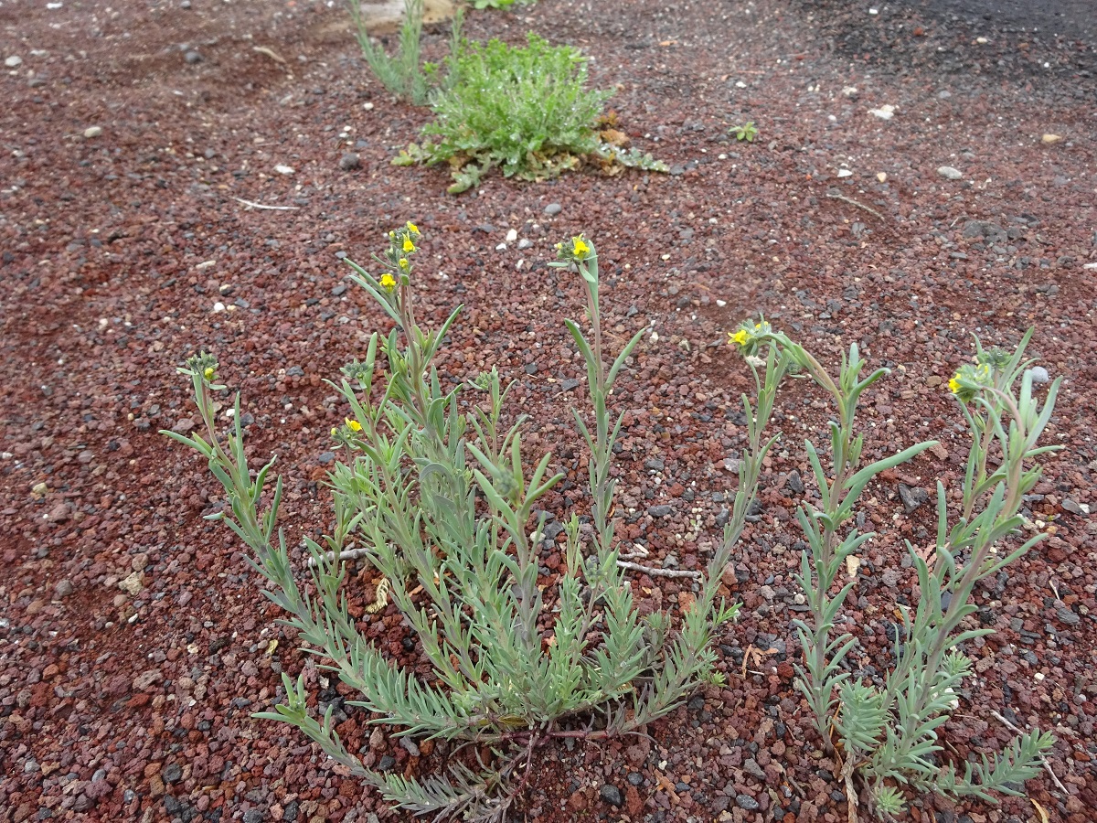 Plantes
